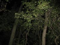 Chicago Ghost Hunters Group investigates Robinson Woods (115).JPG
